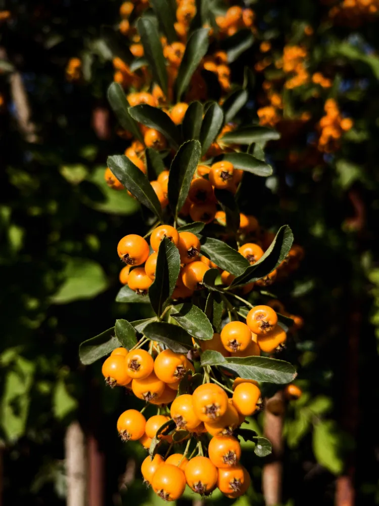 Arbustes à baies oranges,Arbustes baies oranges