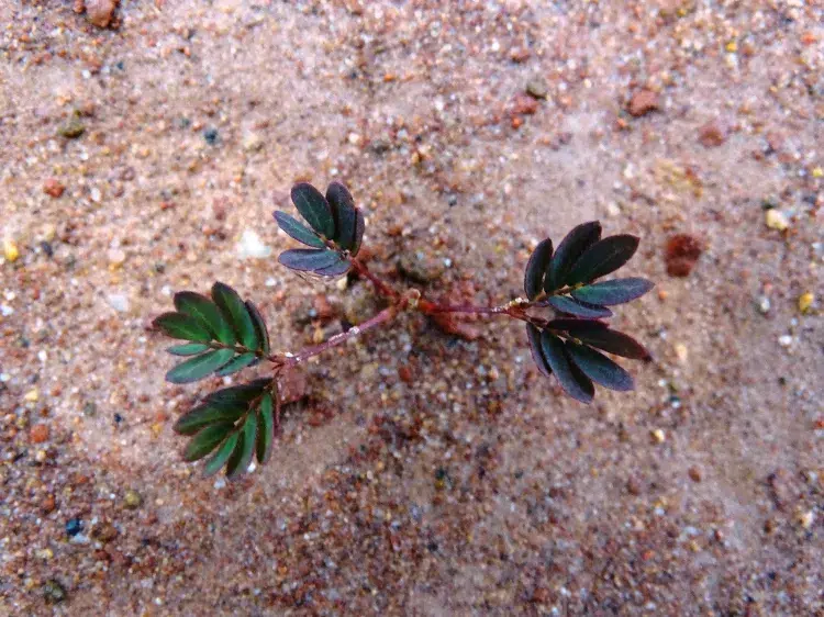 Plantes qui poussent dans un sol sableux,Plantes poussent sol sableux,plantes qui poussent sol sableux