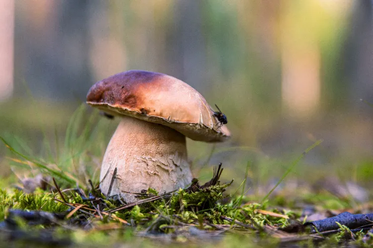 Champignons à ramasser en Corse,Champignons ramasser Corse