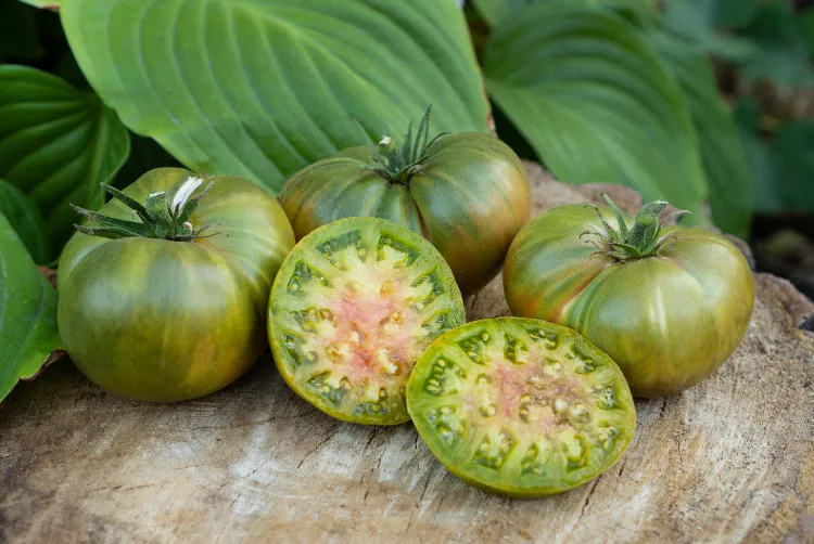 Conserver des tomates vertes,Conserver tomates vertes