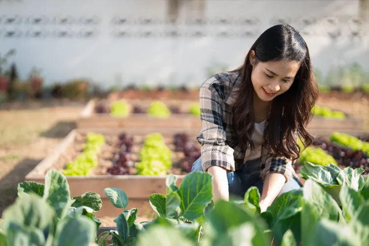 Quand planter le chou de printemps,Quand planter chou printemps