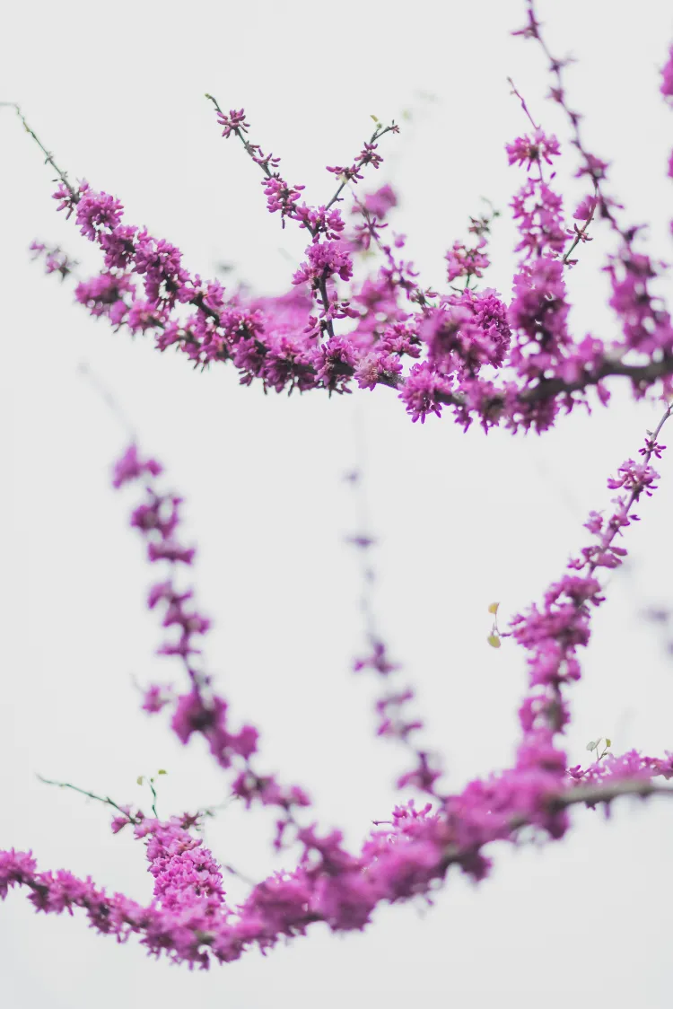 Planter l&#039;arbre de Judée,Planter larbre Judée