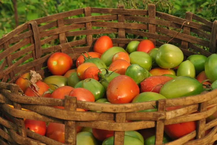 Conserver des tomates vertes,Conserver tomates vertes