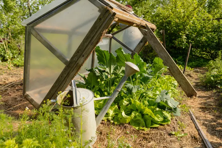 comment planter des salades d'hiver en pots 