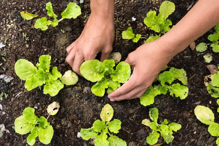 comment planter les salades d'hiver 