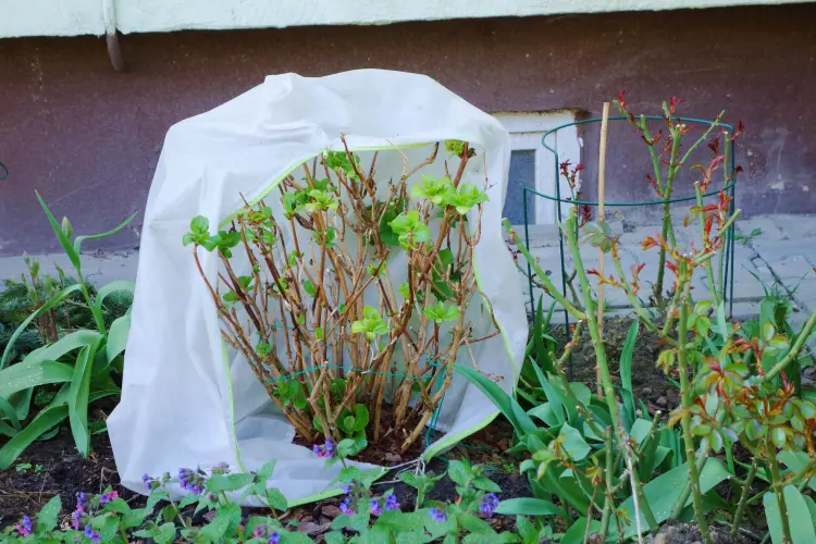 comment protéger le jardin des fortes pluies 