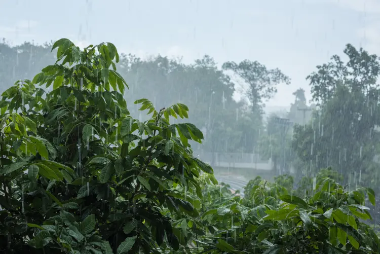 comment protéger les arbres de la pluie 