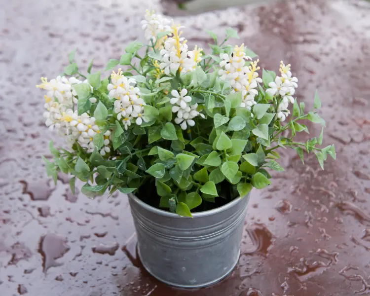 comment protéger les plantes en pot des pluies 