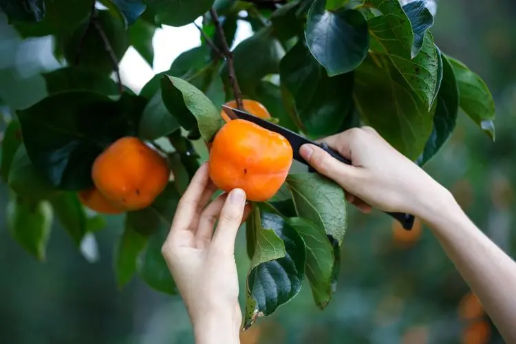 comment ramasser le kaki de l'arbre