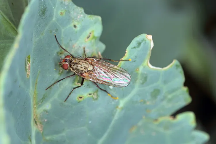 Comment se débarrasser de la mouche du chou,Comment se débarrasser mouch chou