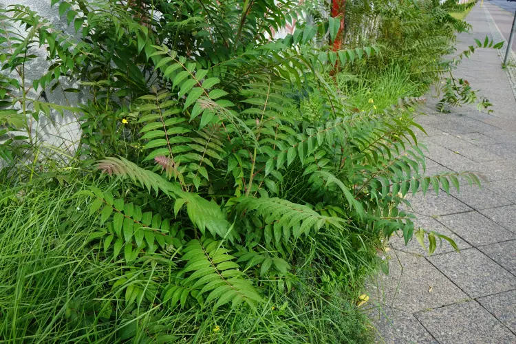 comment se débarrasser de l'ailante dans son jardin 