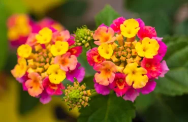 Comment tailler les lantanas,Comment tailler lantanas