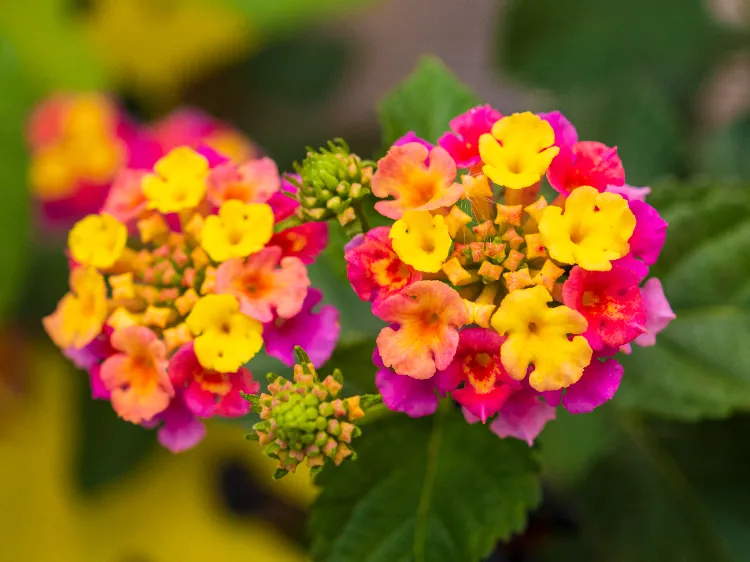 Comment tailler les lantanas,Comment tailler lantanas