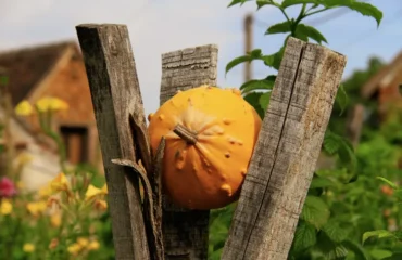 Comment utiliser les coloquintes,Comment utiliser coloquintes