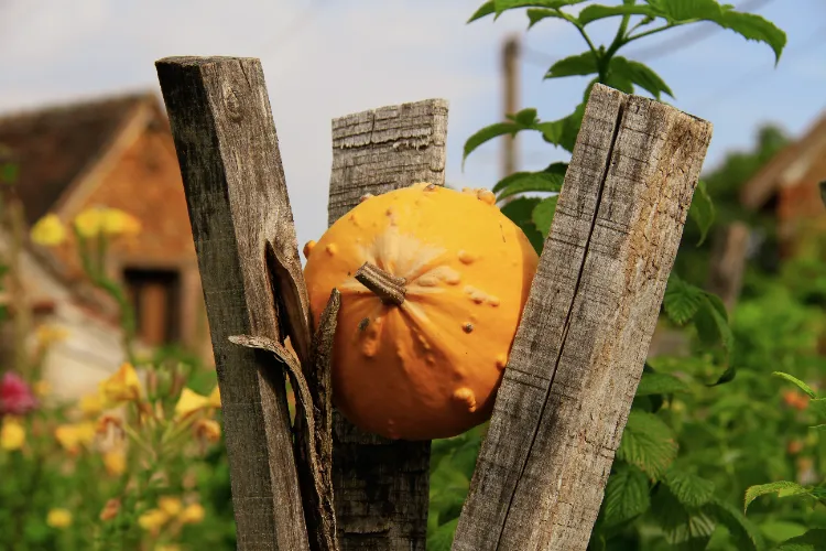 Comment utiliser les coloquintes,Comment utiliser coloquintes