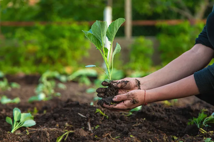 Quand planter le chou de printemps,Quand planter chou printemps