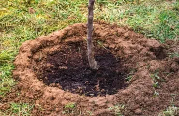 Creuser autour d'un arbre,Creuser autour arbre