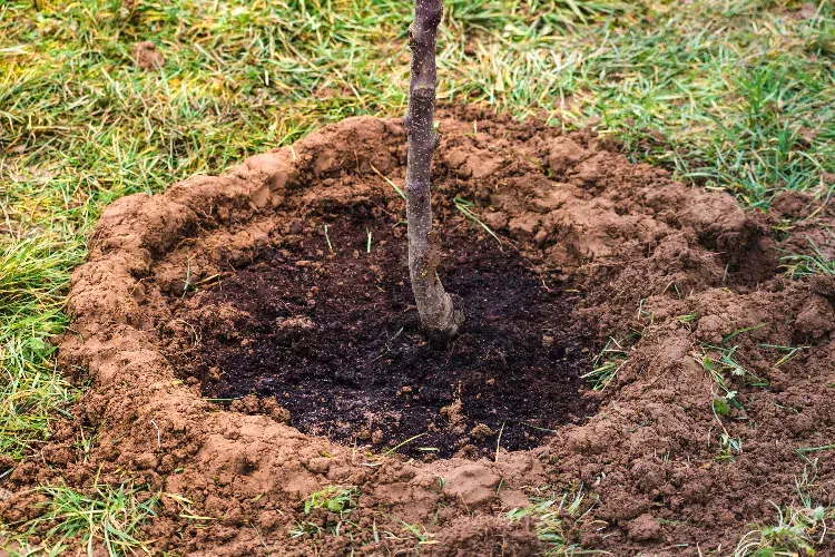 Creuser autour d&#039;un arbre,Creuser autour arbre