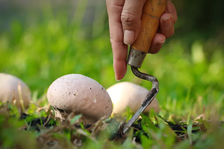 Cultiver des champignons au jardin,cultiver champignons jardin