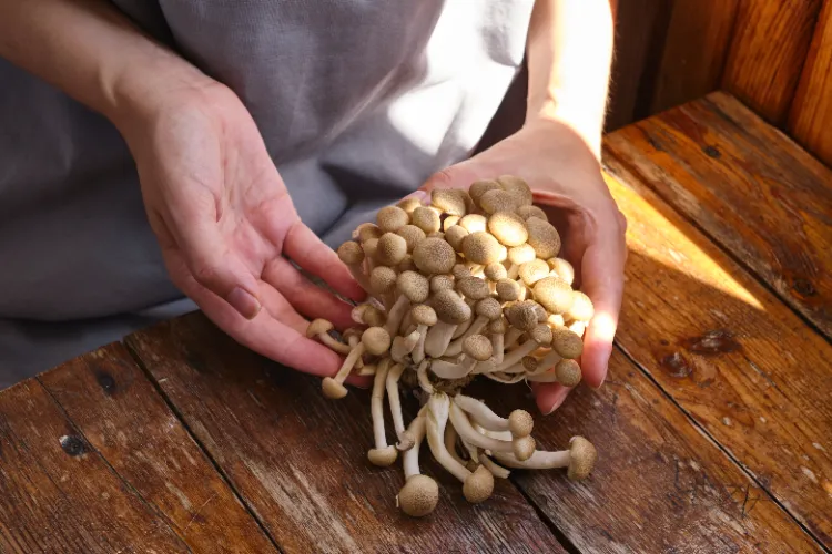 Cultiver des champignons au jardin,cultiver champignons jardin