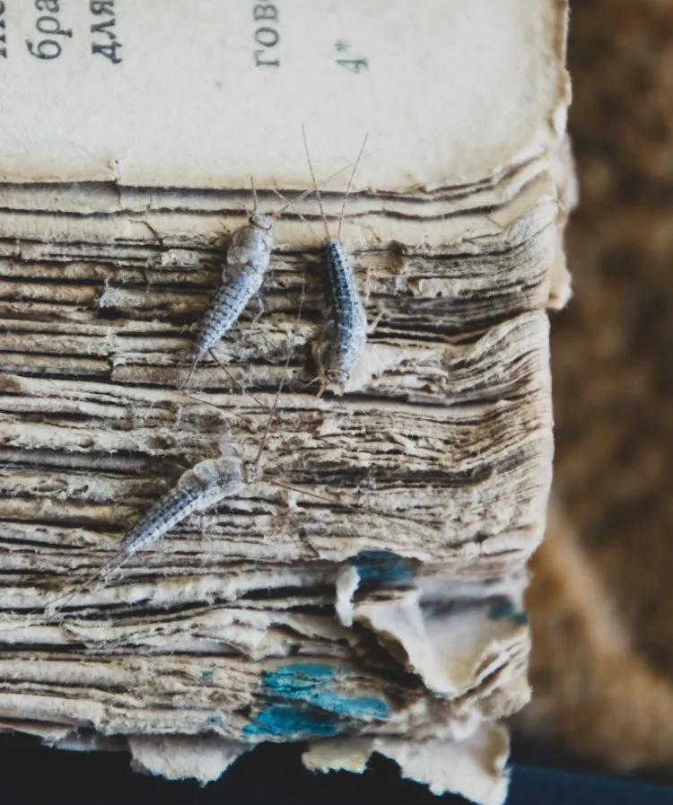 Pourquoi ai-je des poissons d&#039;argent chez moi,Pourquoi ai-je poissons d&#039;argent moi