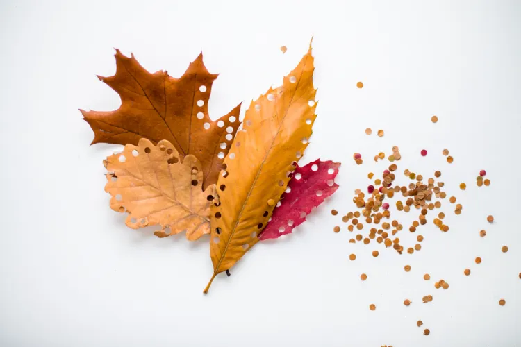 des confettis miniatures et originaux à partir de feuilles d'automne à faire soi même