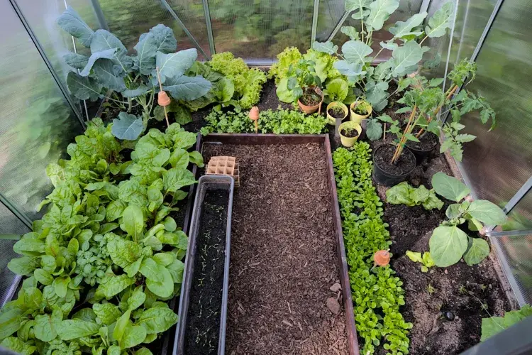 des légumes à feuilles vertes et des herbes aromatiques à cultiver sous serre en octobre