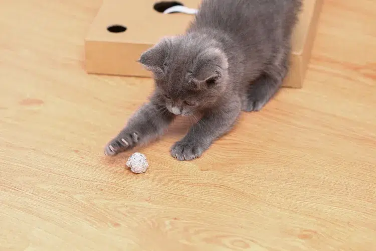 est ce que les chats ont peur de papier aluminium