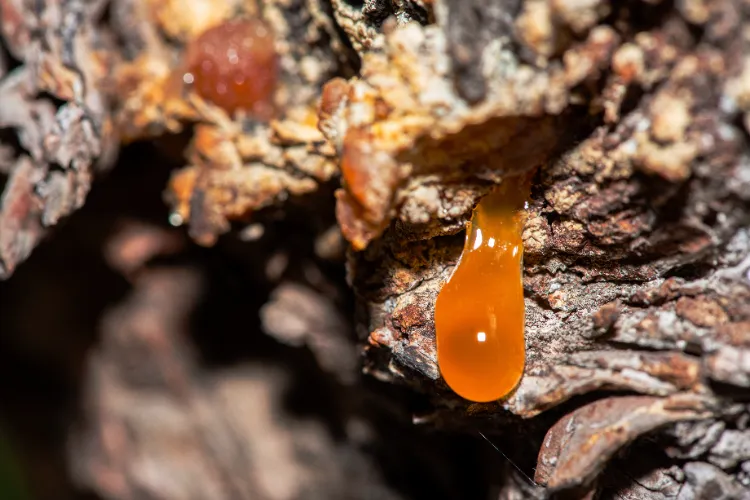 Récolter la résine de pin,Récolter résine pin