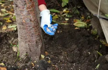 Fertiliser un cerisier automne hiver