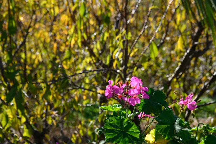 Plantes qui poussent dans un sol sableux,Plantes poussent sol sableux,plantes qui poussent sol sableux