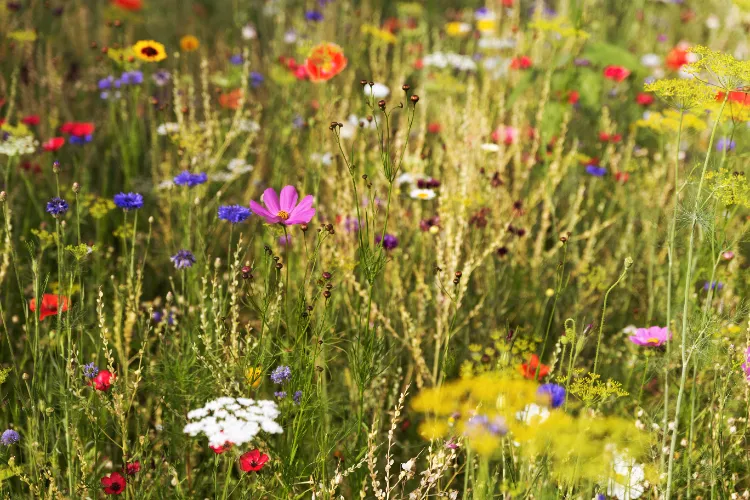 Fleurs indigènes de France,Fleurs indigènes France