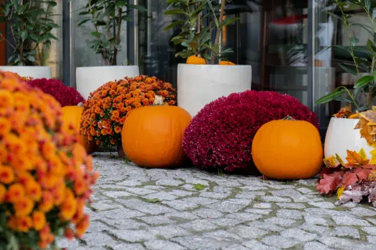 Fleurs orange et noires pour Halloween,Fleurs orange noires Halloween