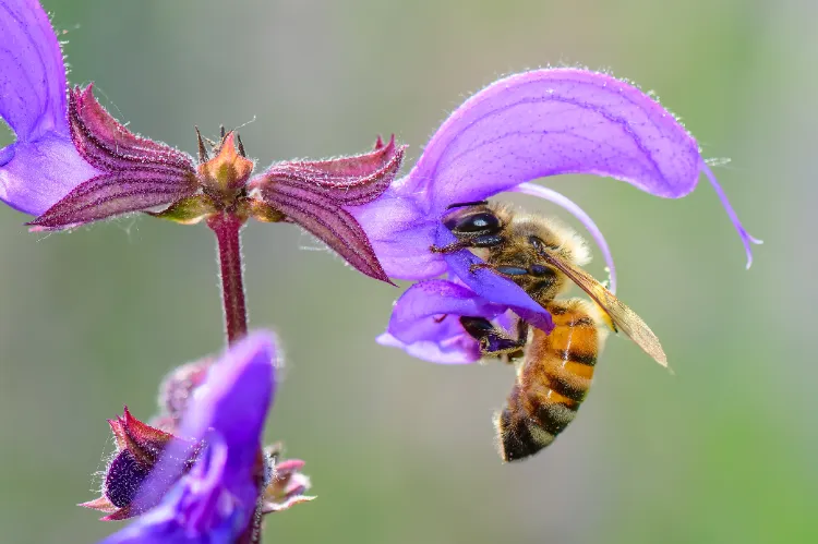 Fournir de la nourriture aux pollinisateurs en octobre,Fournir nourriture pollinisateurs octobre