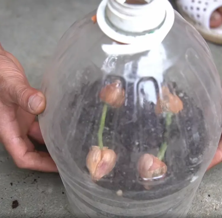 garder les racines d'orchidée à couvert sous une bouteille en plastique