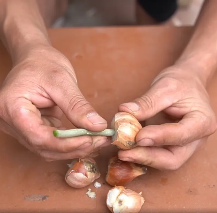 guide étape par étape pour planter une racine d'orchidée en oignon