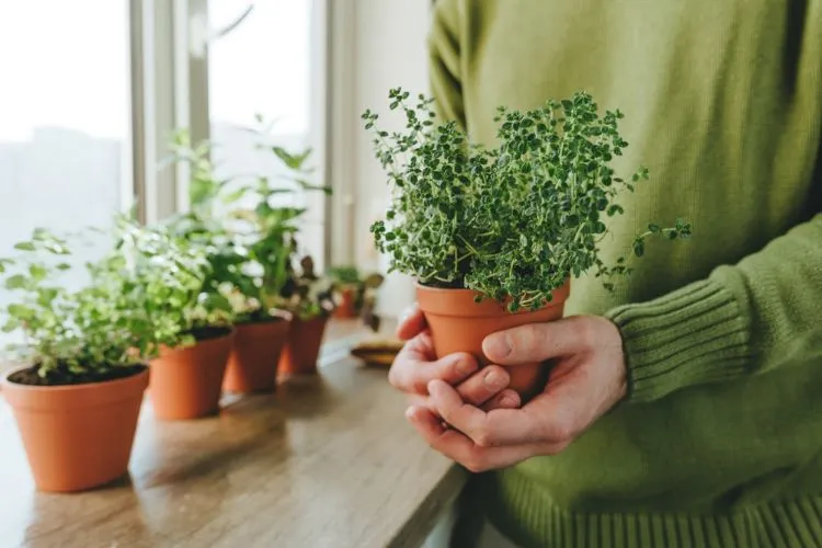 Herbes fraîches à cultiver en pot