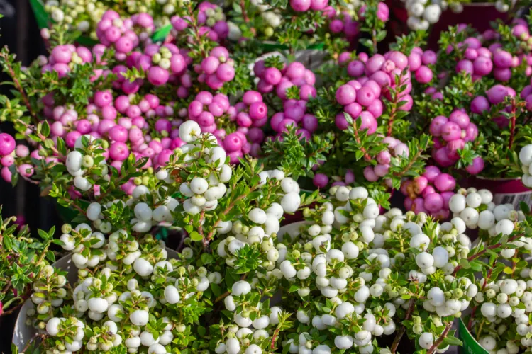 la gaulthérie mucronée et ses baies blanches et roses particulièrement ornementales