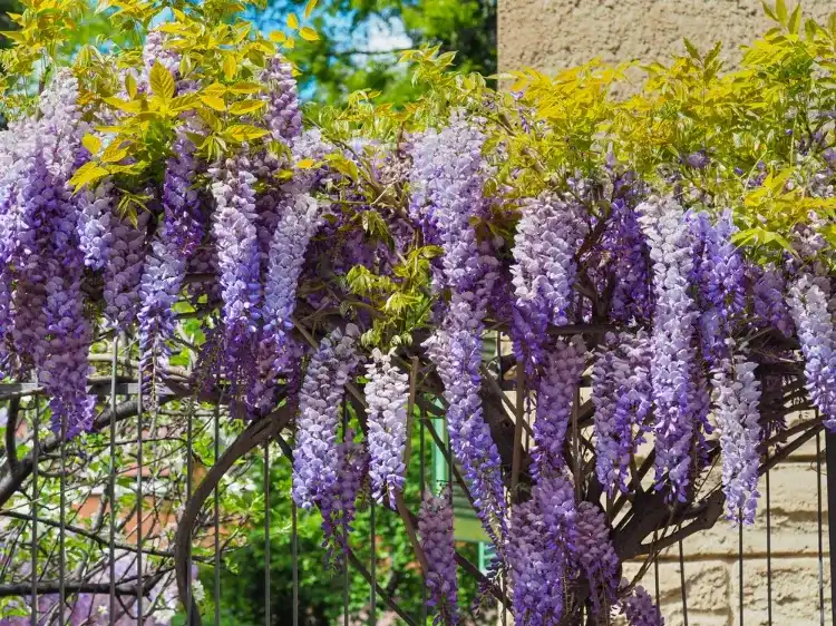 la glycine est une plante grimpante vigoureuse qui se prête bien à la culture en pleine terre en automne