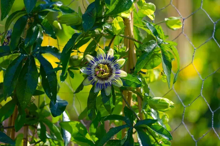 la passiflore est une plante grimpante idéale pour les hivers tempérés