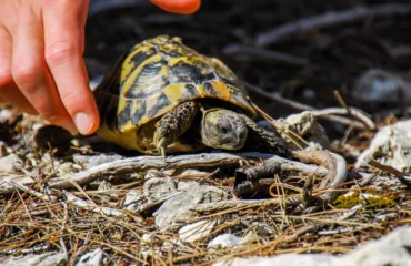 la tortue d'hermann bénéficie de protections internationales