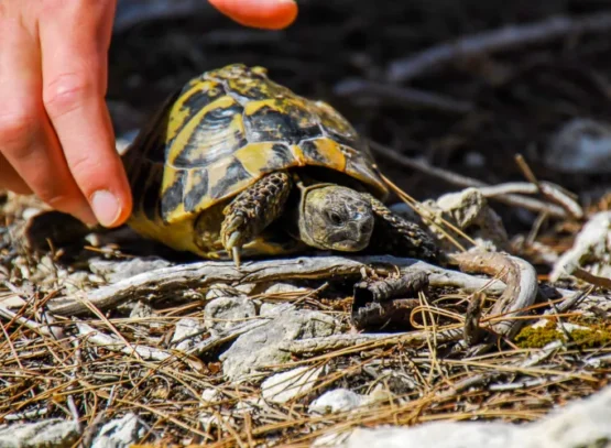 la tortue d'hermann bénéficie de protections internationales