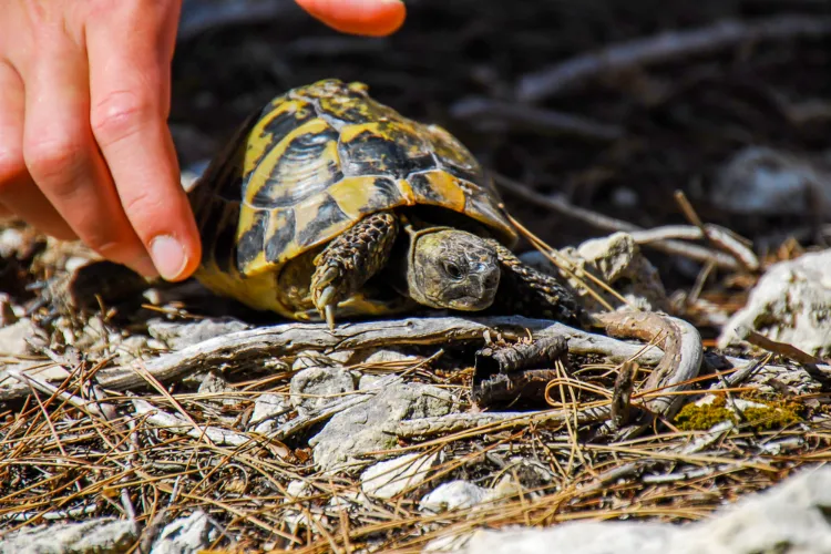 la tortue d'hermann bénéficie de protections internationales