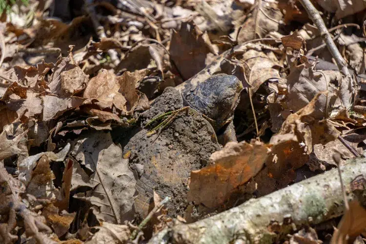 La tortue entre dans un état de semi-conscience où elle réduit ses activités au minimum