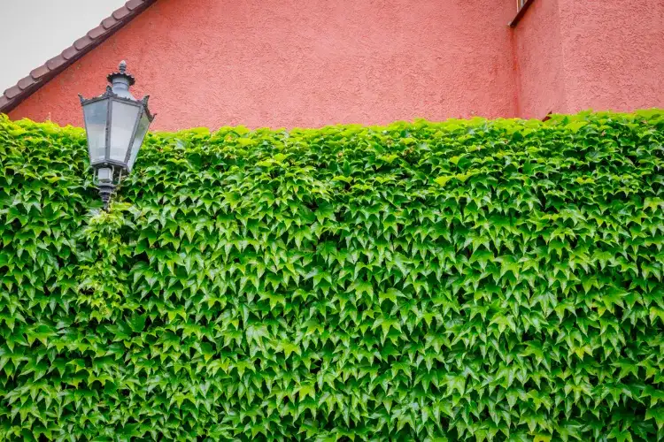 la vigne vierge est une plante grimpante particulièrement décorative