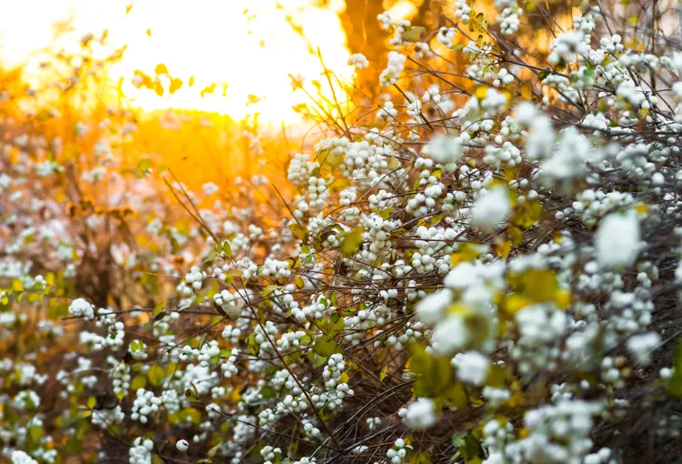 l'arbre aux perles dans le jardin d'hiver très ornemental