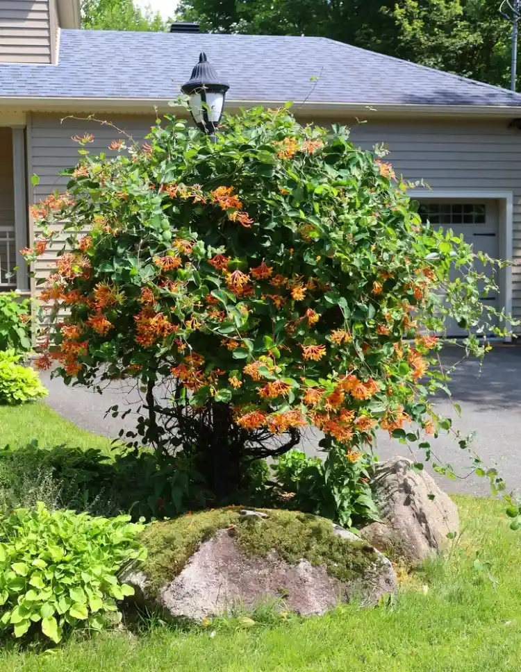 le chèvrefeuille est un excellente choix de plante à faire pousser en automne