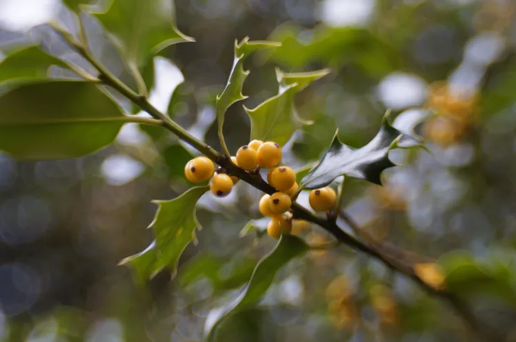 le houx panaché ilex aquifolium bacciflava et ses baies blanc crème