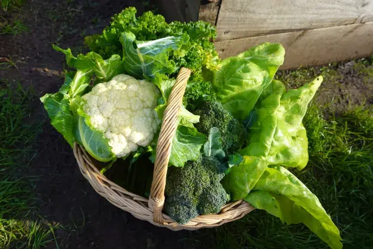 le kale et les épinards sont des aliments d'automne pour la fertilité par excellence