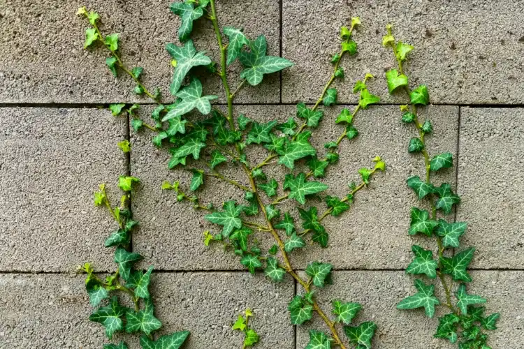 le lierre est une plante grimpante robuste qui résiste bien aux hivers froids